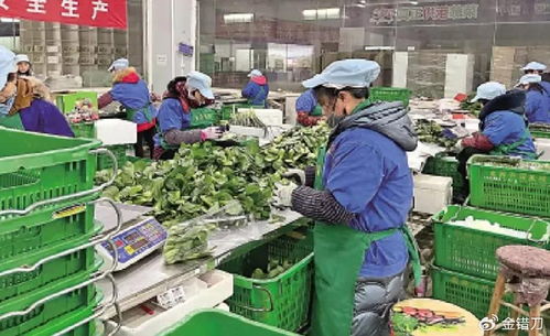 內(nèi)地平價(jià)超市遭香港居民搶購，新鮮蔬菜零售何以成焦點(diǎn)？